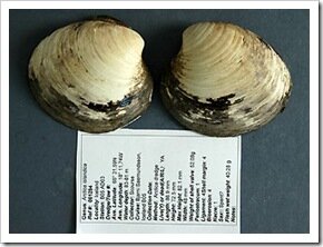 oldest-clam