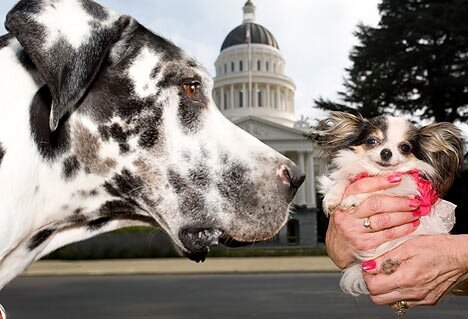 tallest-smallest-dogs-america