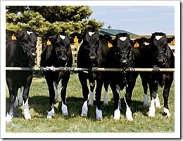 cloned-calves-cows